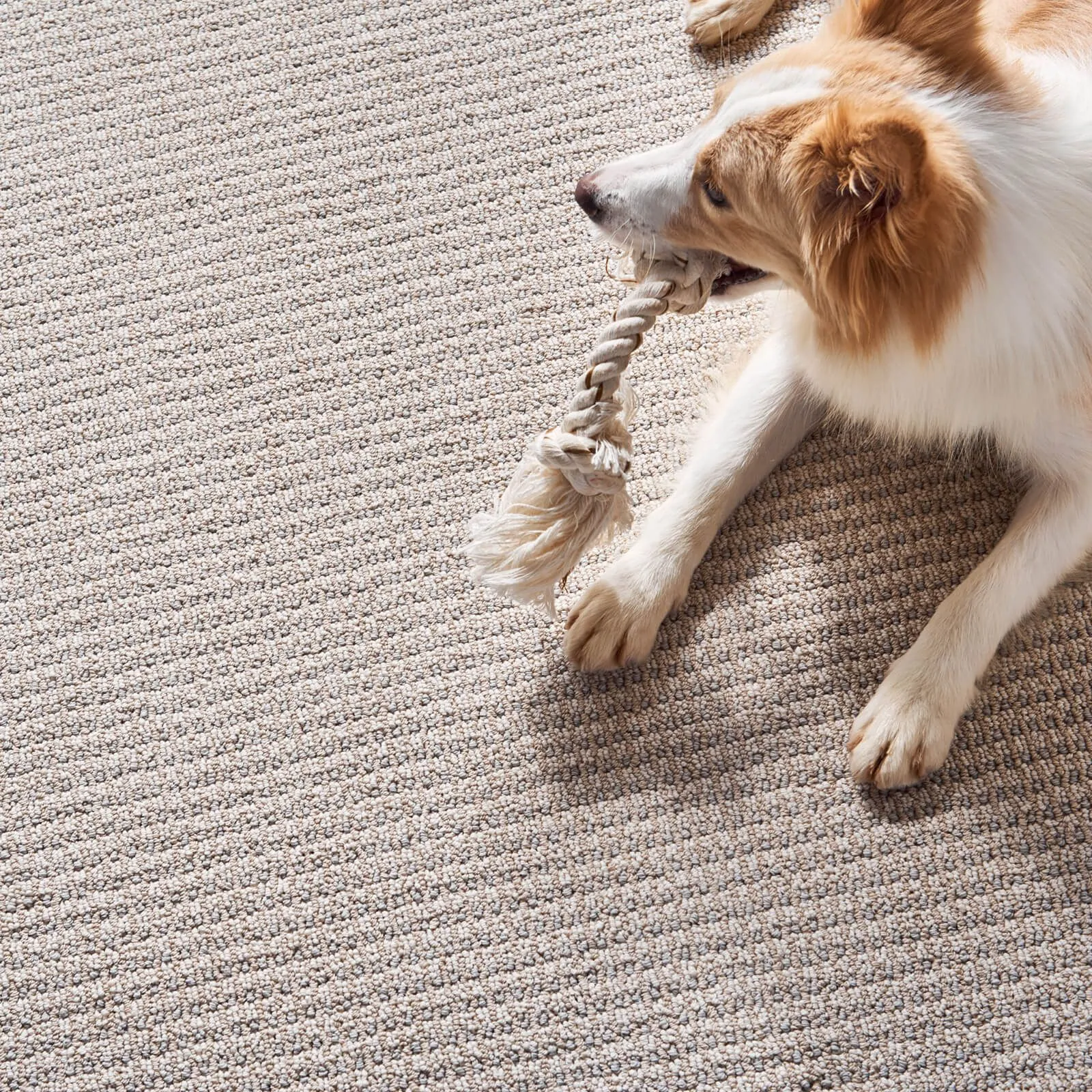 Pet friendly carpet | Tazewell Floors & Design